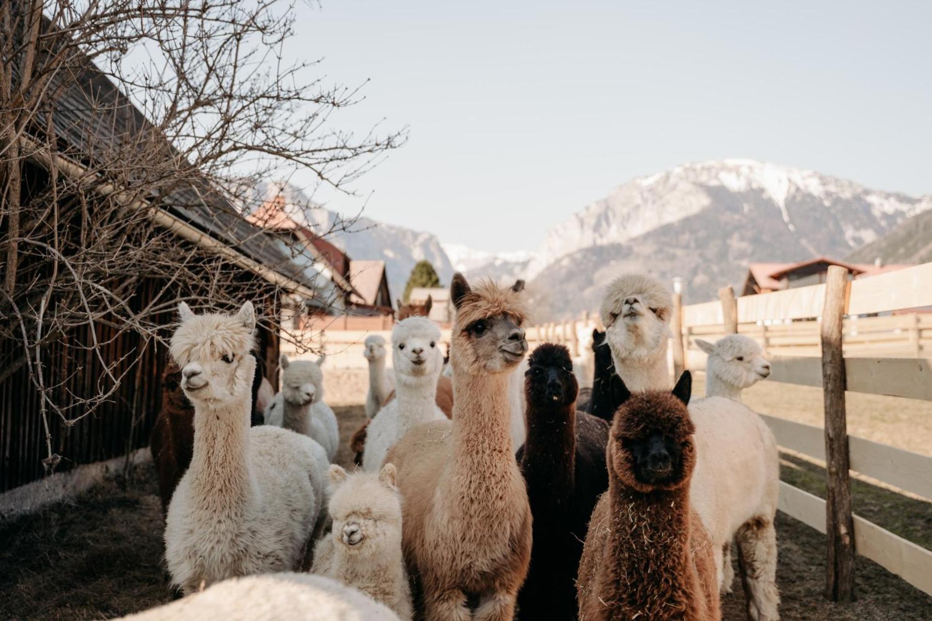Alpakas, Lamas Und Rentiere Zum Gruenen See Grossdorf  외부 사진