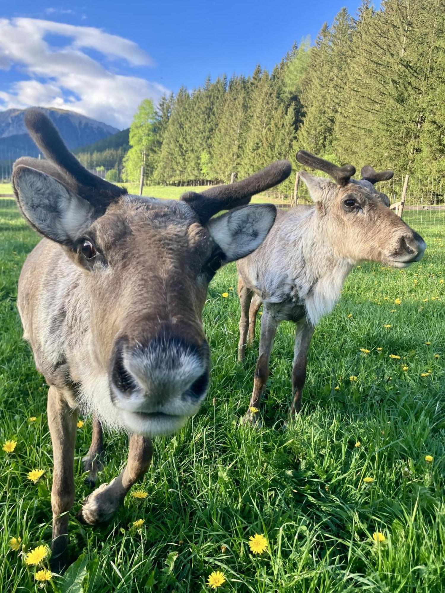 Alpakas, Lamas Und Rentiere Zum Gruenen See Grossdorf  외부 사진
